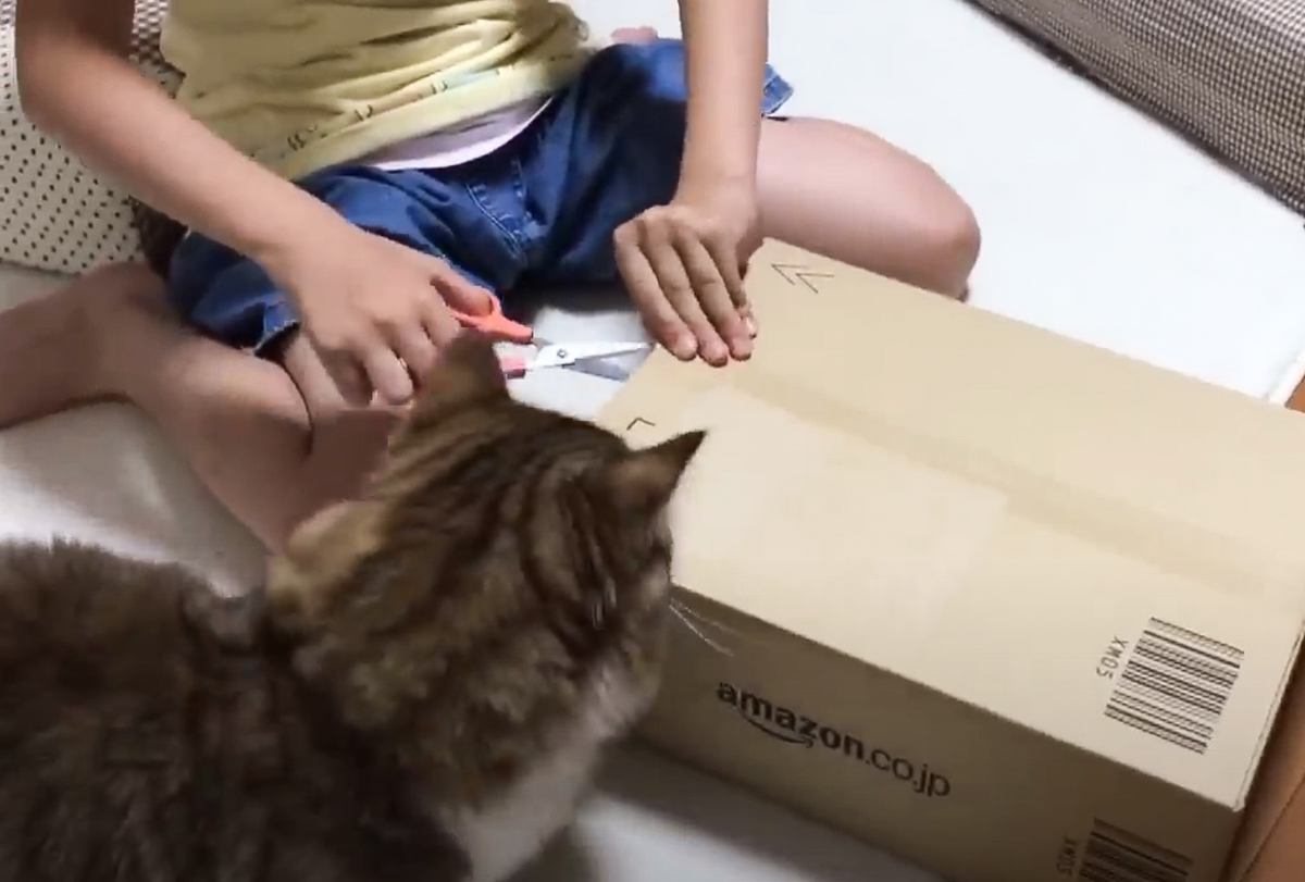 娘がダンボール箱を開封しようとしたら……猫がとった『まさかの行動』が467万再生の大反響「予想以上に全力で草」「めっちゃ可愛いｗ」