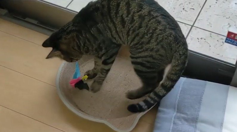 イタズラの現行犯！猫ちゃんシラを切るも時すでに遅し