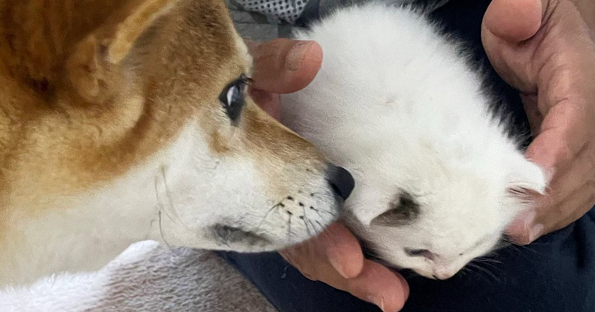 先住犬と『家に来たばかりの保護子猫』→約３年後……心温まる『成長ビフォーアフター』に「仲良しなのが伝わる」「モッフモフｗ」と話題