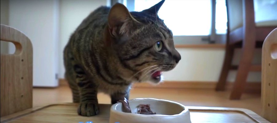 初めての焼肉♪美味し過ぎてご馳走さま出来ない猫ちゃん