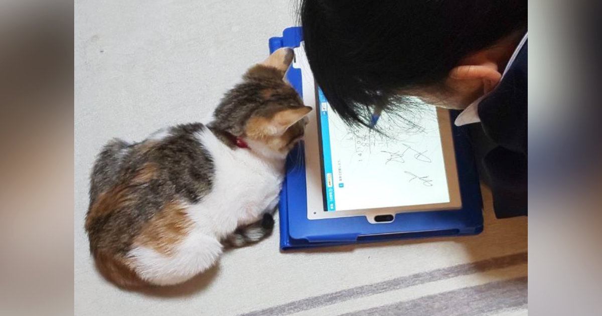 小さい頃から一緒にいる『お姉ちゃんと子猫』→５年後……心温まる『ビフォーアフター』に「本当に素敵」「ずっと一緒だね」とSNSで反響