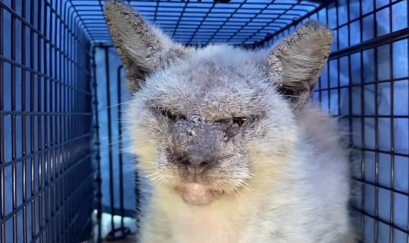 ひどい疥癬で目も開かなかったシャム猫のビフォーアフター！岩みたいなお顔が、別猫のように美しく…