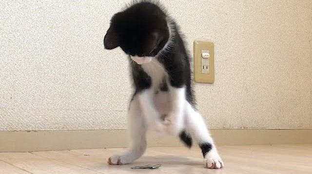 子猫に初めて煮干しをあげてみた結果…まさかの『激しすぎる行動』が笑えると54万再生「本望だね」「こんなに高速で動くなんて」の声