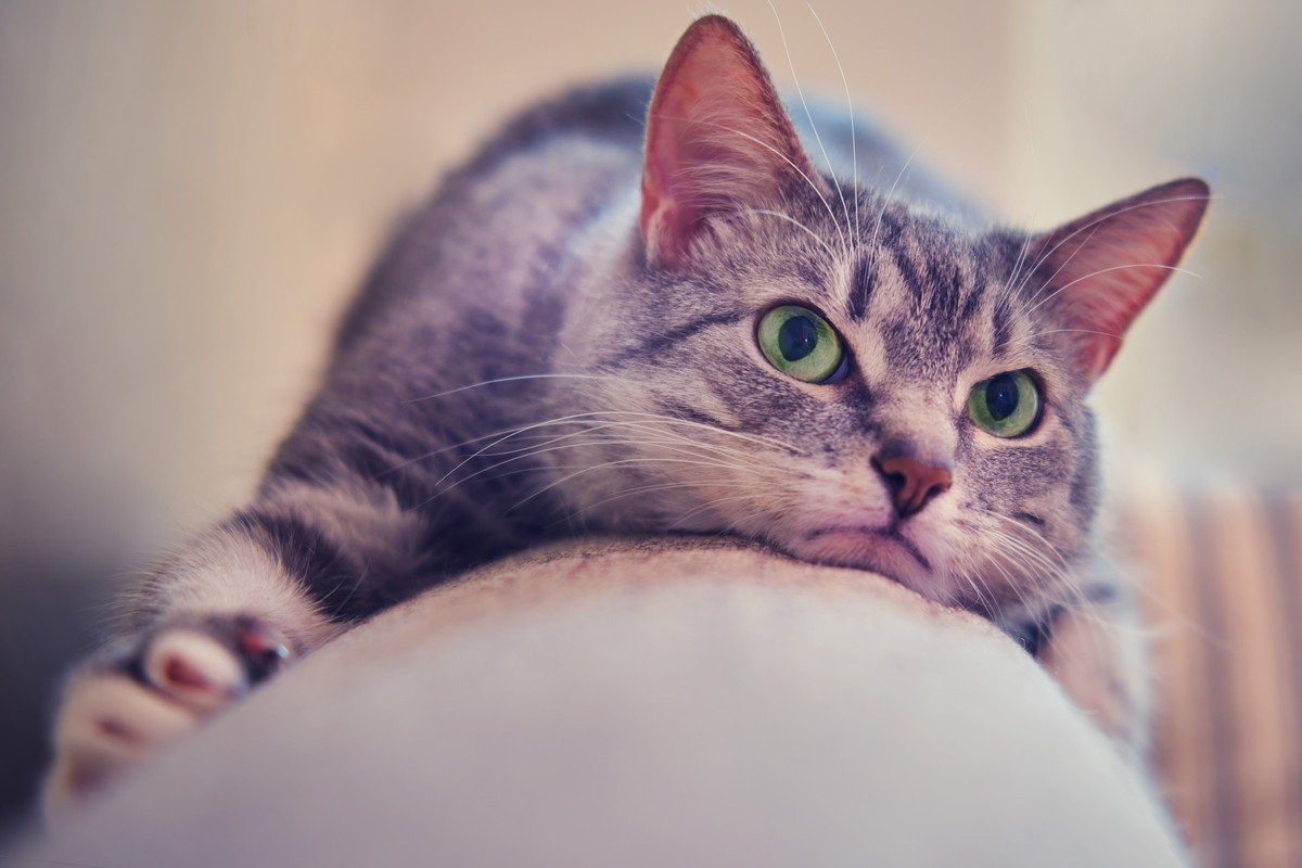 猫が『面倒くさがっている』ときにみせる仕草4つ　気分を見極めるコツから上手な関わり方まで