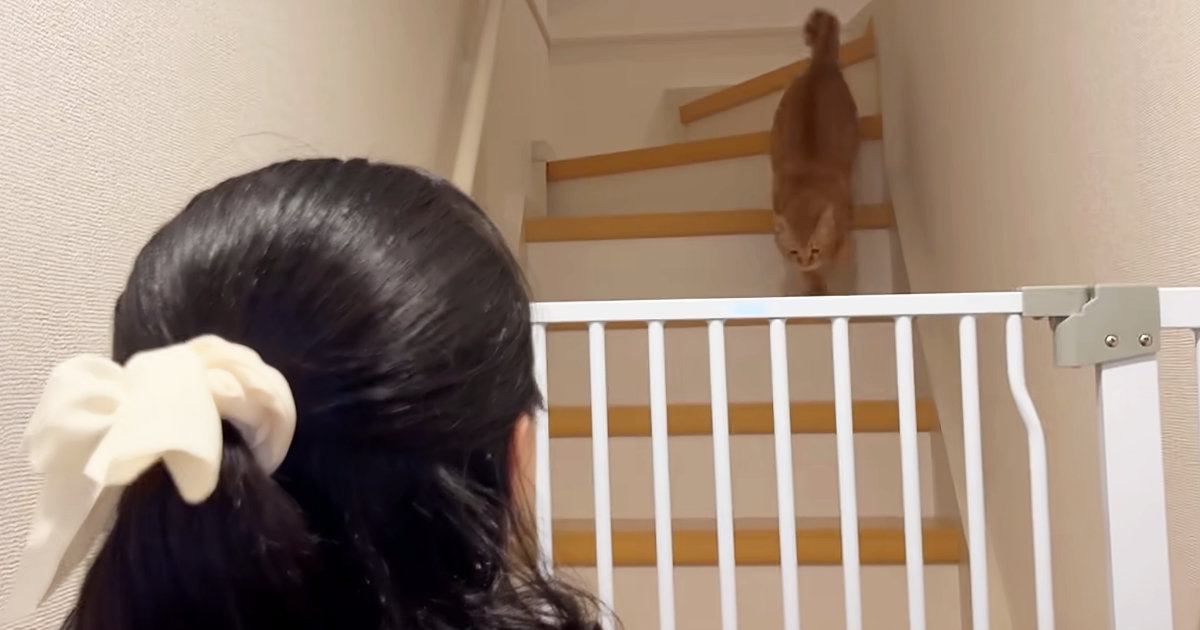 猫に初めて触れた友人→『メロメロになって帰っていった日』から2年…微笑ましい『再会の光景』が13万再生「愛されてるぅ」「いいな〜ｗ」