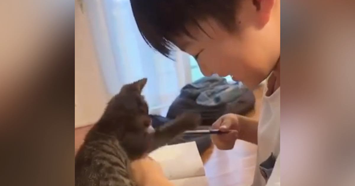 お兄ちゃんが宿題をしていると、『子猫』が…"かわいすぎるやり取り"に癒されると34万再生「思わずニヤニヤした」「100点だｗ」