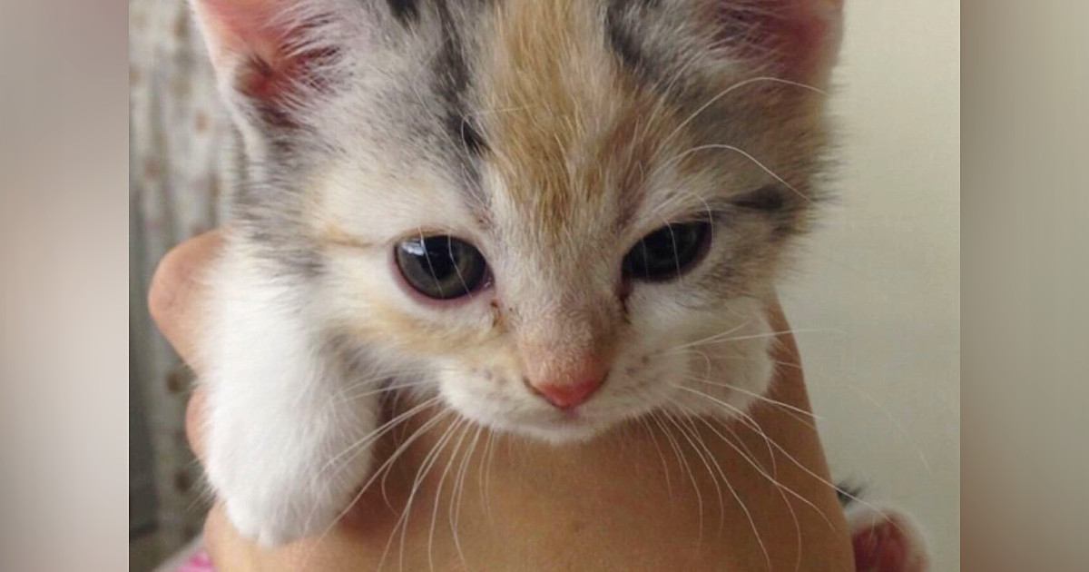 両手に収まるほど小さかった子猫→『10年後』の様子を見ると…素敵すぎるビフォーアフターに反響「変わらない可愛さ」「面影があるね」