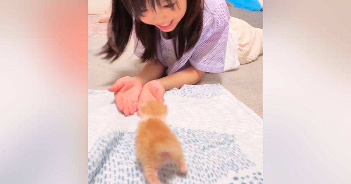 おうちに迎えて7日目の子猫→女の子がお世話をして…心温まる『優しさの詰まった光景』が77万再生「なぜだか涙が出てきた」「すごく素敵」