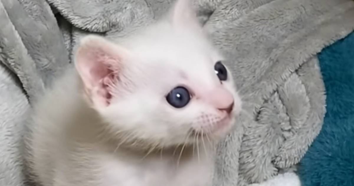 小さな頃から猫の名前を呼び続けたら、現在……愛にあふれた『成長後の様子』が可愛すぎると54万再生「胸がいっぱいに」「全部が愛おしい」