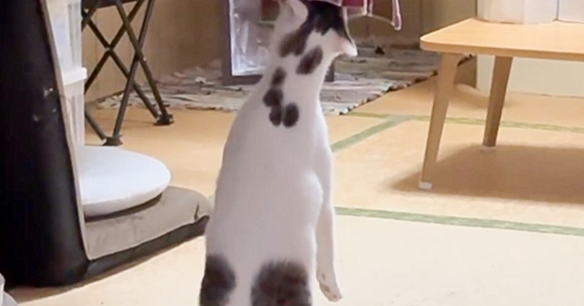 猫を保護して２年、『初めて立った』と思ったら……クセが強すぎる光景に「別の生き物みたいｗ」「前世カンガルー？ｗ」と爆笑する人が続出