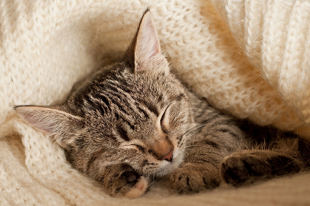 猫の老衰の症状と飼い主がすべきこと