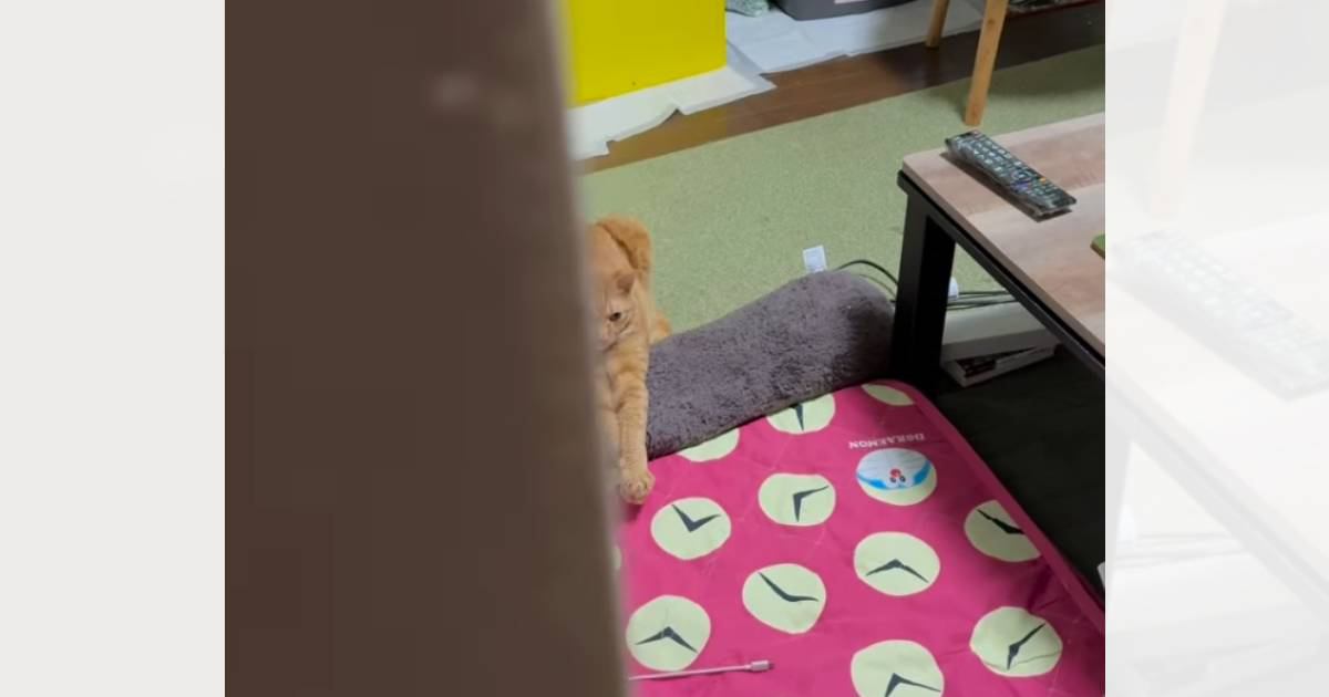 疲労困憊で帰宅した飼い主→部屋の中を覗いたら…『さらに疲労を感じていそうな猫』に"大爆笑"84万再生「何があったｗ」「ポーズ笑った」