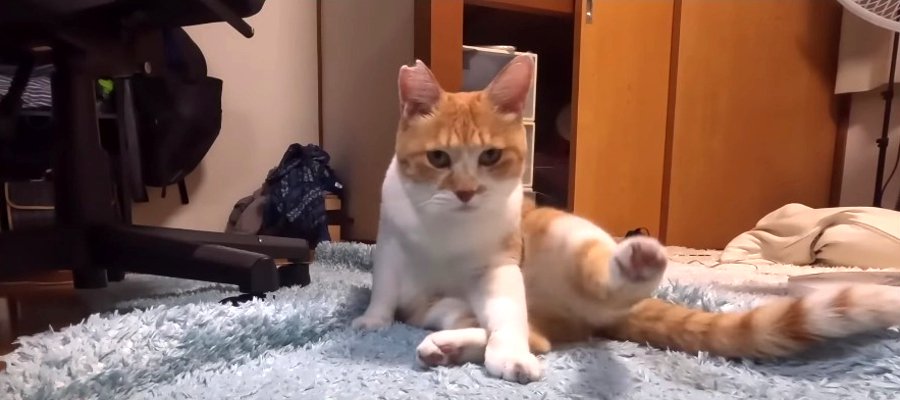 カメラは拒否！猫さんの寝る前を撮影してみたらご機嫌ななめに…？