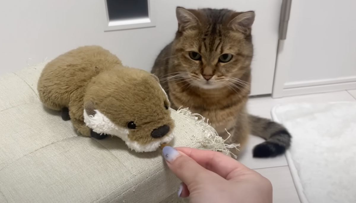 猫が『ライバル視しているぬいぐるみ』におやつを分けたら…爆笑必至の『まさかの行動』が13万再生「可愛すぎるw」「やめてあげてw」