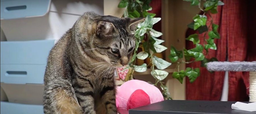 気になる！猫ちゃんの熱い視線…