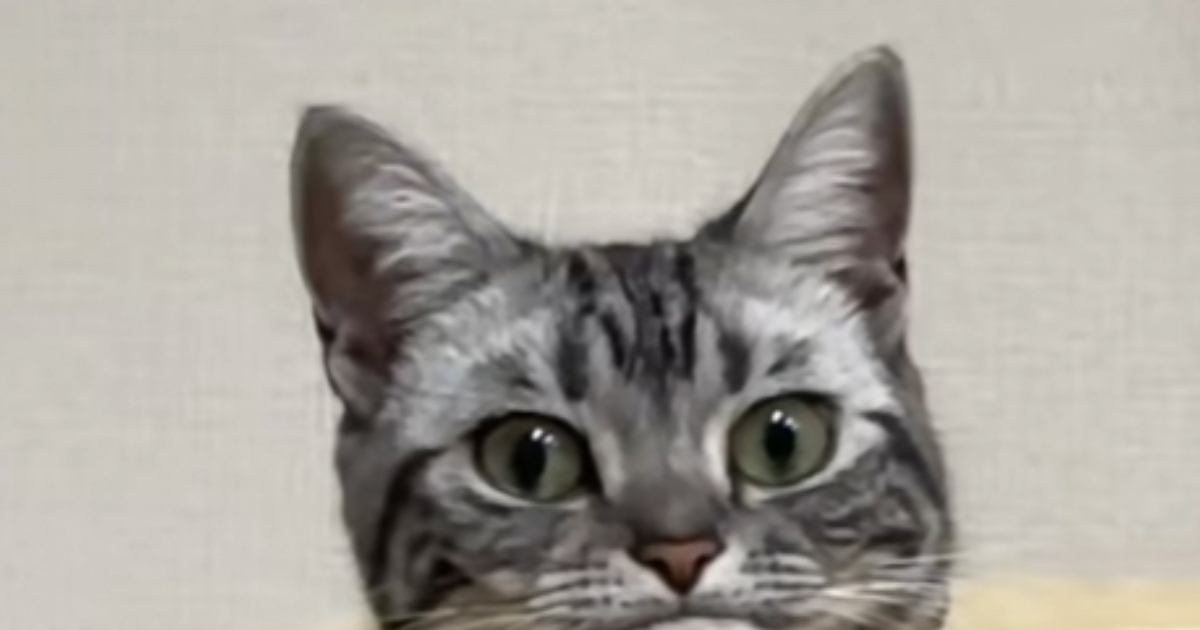 ハンモックでくつろいでいた猫→『アゴ』を見たら……爆笑必至の表情が69万再生「意図せずなってて可愛い」「おててかと思ったｗ」と話題