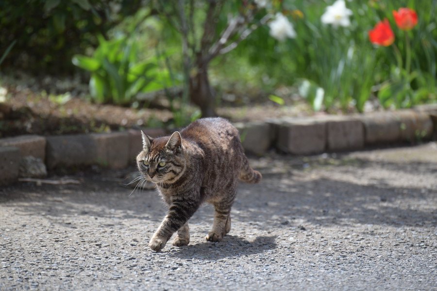 『嫉妬している猫』がする行動4選！愛猫の気持ちをなだめる方法とは？