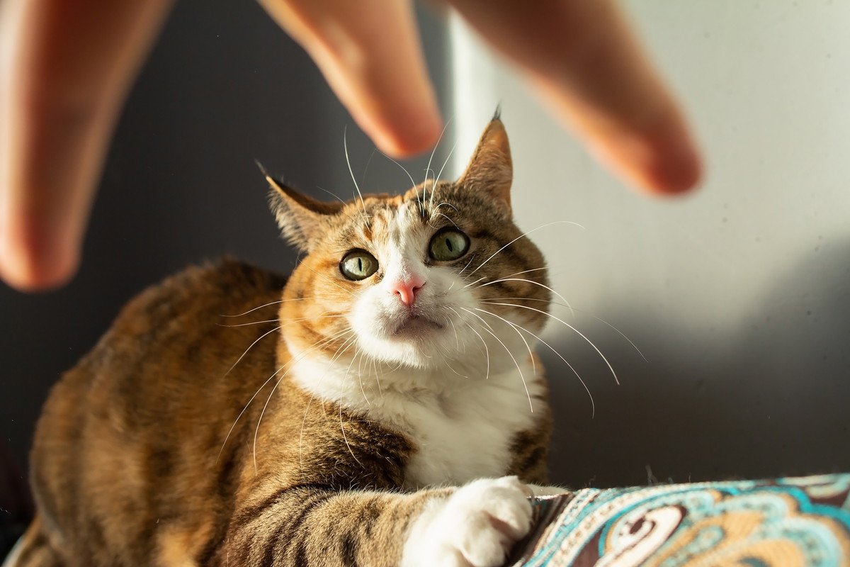 猫に決して言ってはいけない『NGワード』4選　わからないと思っても傷ついているかも