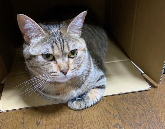 猫に触ってはいけないNGな瞬間5つ