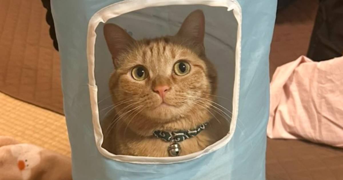 トンネルの窓から顔を覗かせる猫→よく見たら『謎ポーズ』で…衝撃の様子に爆笑の声が続出「違う世界にワープしそうｗ」「ドヤ感がたまらん」