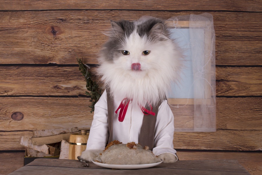 猫は芋を食べても大丈夫？食べていい物・悪い物