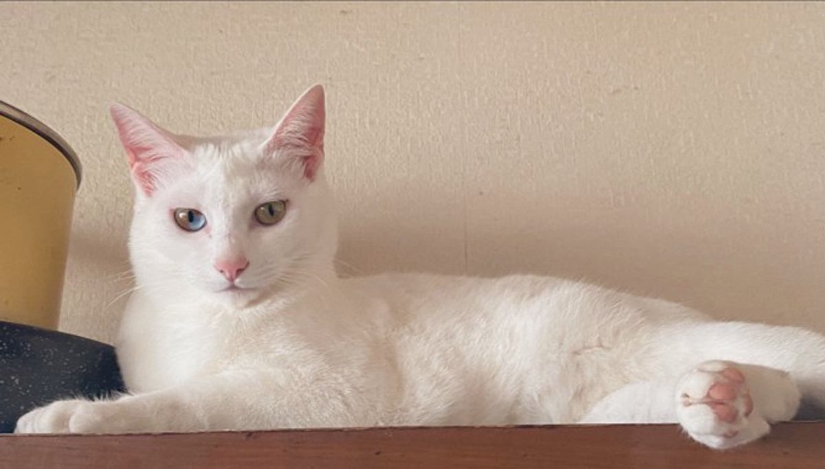 愛猫の火葬で『絶対また私のところに来てね』と伝えたら…数年後→思わず号泣の『奇跡のような出来事』に14万いいね「素敵」「涙が止まらない」