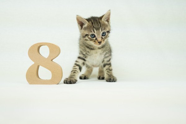 猫の数字は「222」？ナンバープレート等にも使える語呂合わせ