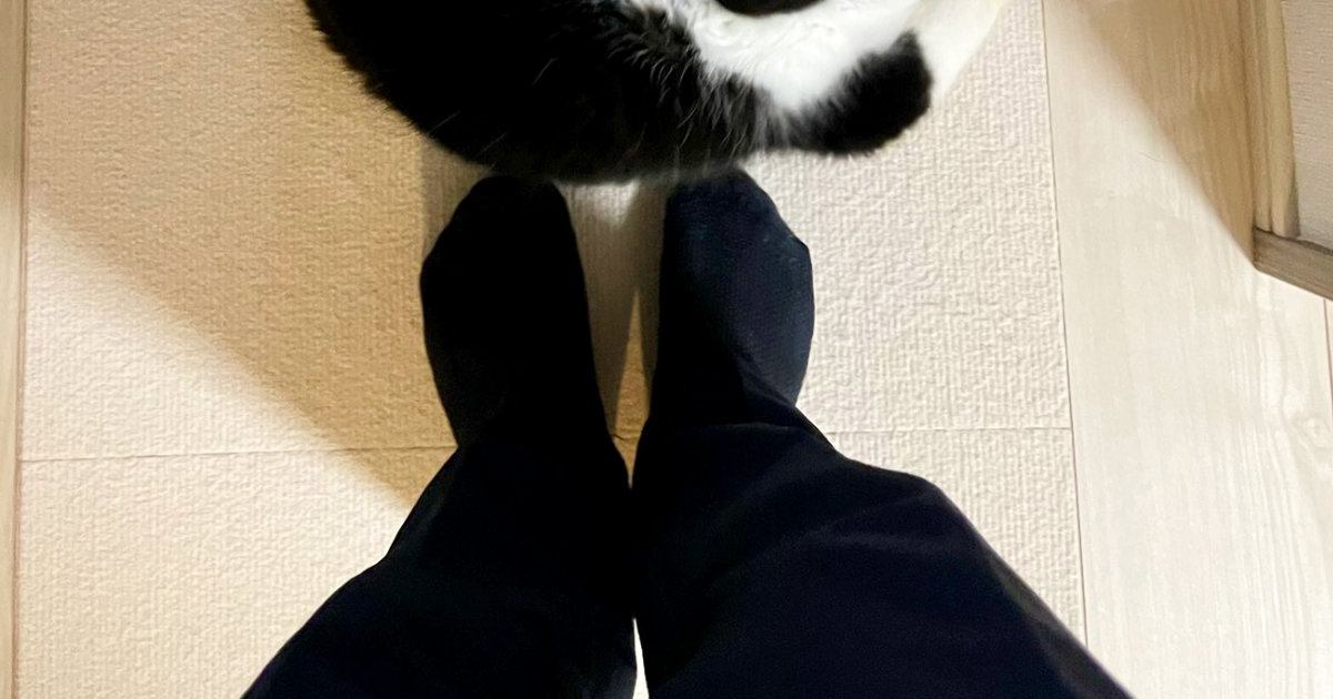いつもより早く『パパが帰宅』した結果、猫が……尊さ限界突破の『お出迎えの様子』に４万いいね「喜びの舞ｗ」「全力で表現してるｗ」