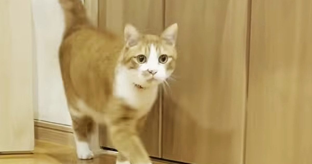 小さな頃から『マザコンの猫』→ママに『名前を呼ばれる』と…驚きの光景に「本当にすごい」「きっと前世でも一緒にいたんだろうね」の声