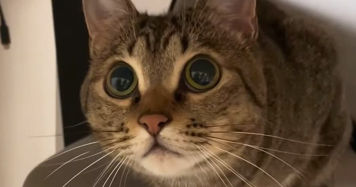 飼い主の手を狙って『猫パンチ』を繰り出した猫…まさかの展開が可愛すぎると反響「天然なところが最高にたまらん」「抱きしめたくなった」