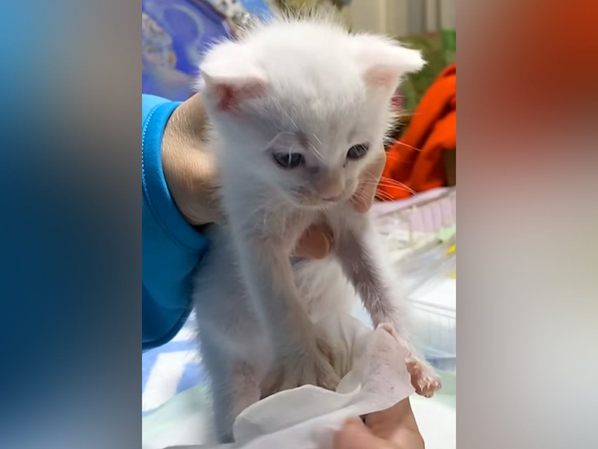 “イヤイヤ”しながら体を拭かれていた赤ちゃん猫→成長した結果…あまりにも『激変した様子』が54万再生「鳴き声かわいすぎ」「愛しい」