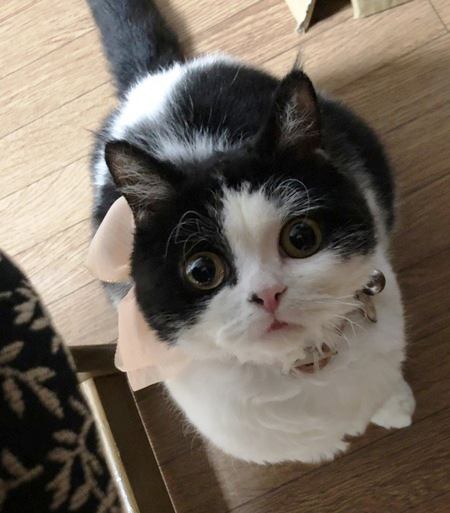 猫がつい甘えちゃう飼い主の性質３つ