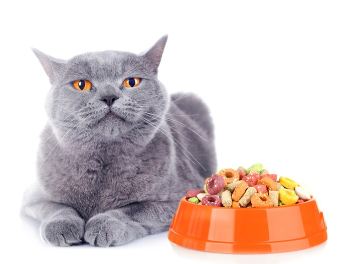 猫の貧血に効果的な食事や食べ物