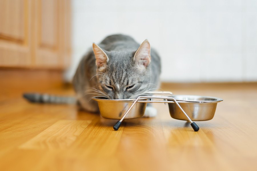 猫の餌台の選び方〜みんなはどうやって選んでいるの？聞いてみた〜