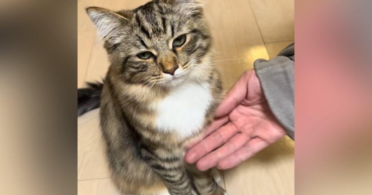 ママには『お手をしてくれる子猫』→パパが挑戦すると…想像を超える『塩対応』が178万再生「目に光がないｗ」「ほんっとうに嫌そうｗｗ」