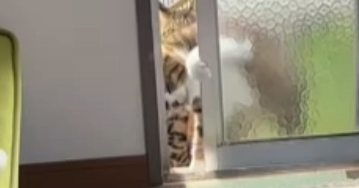 朝のパトロールを終えた2匹の猫→部屋の中に戻ろうと『窓』に触れると…驚きの光景が14万再生「重たいのにすごいｗ」「可愛い開け方ｗ」と反響
