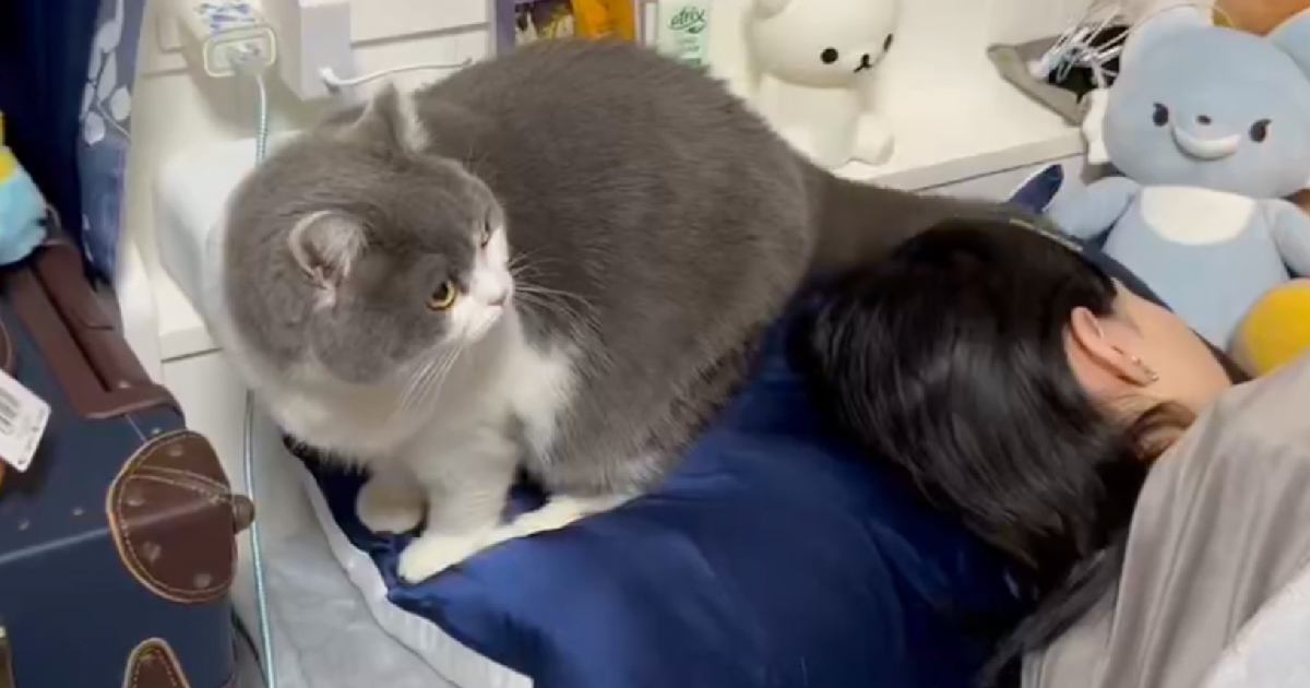妹の部屋にいた猫→ベッドから降りるところを見ていたら…『まさかの出来事』が笑っちゃうと142万表示「罠で笑ったｗ」「かわいいｗ」