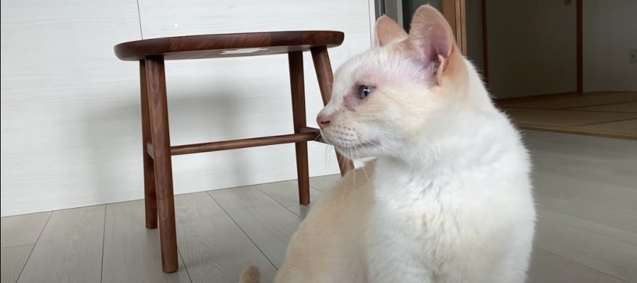 ケンカをやめて！おやつを出して？何かを訴えかけてくる猫ちゃん