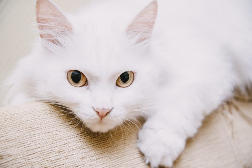 ターキッシュバンは飼いやすい？猫種の性格や飼う前の注意点・価格相場まで徹底解説