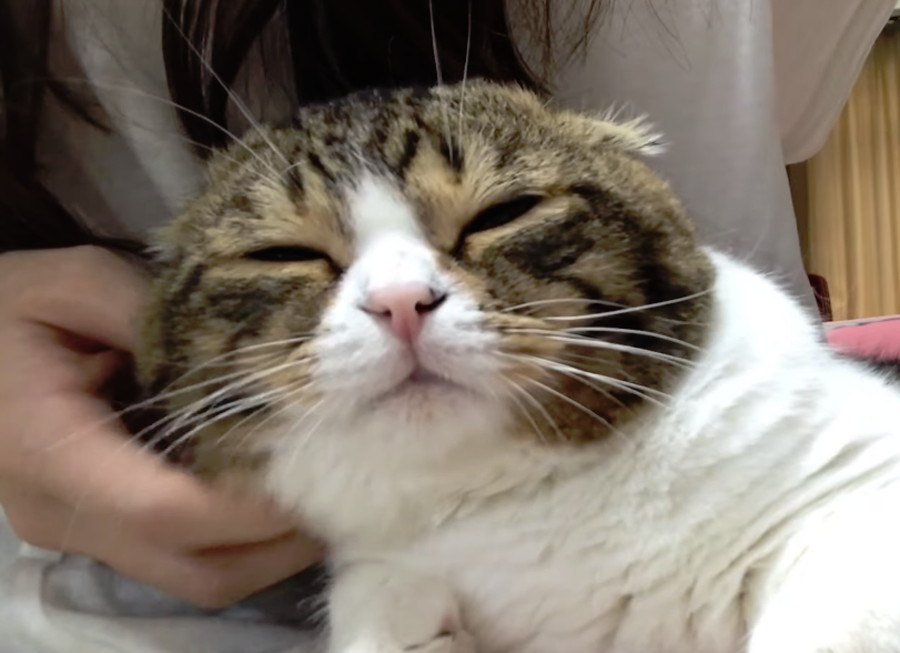 うっとり♪飼い主さんの膝の上で甘える猫さん