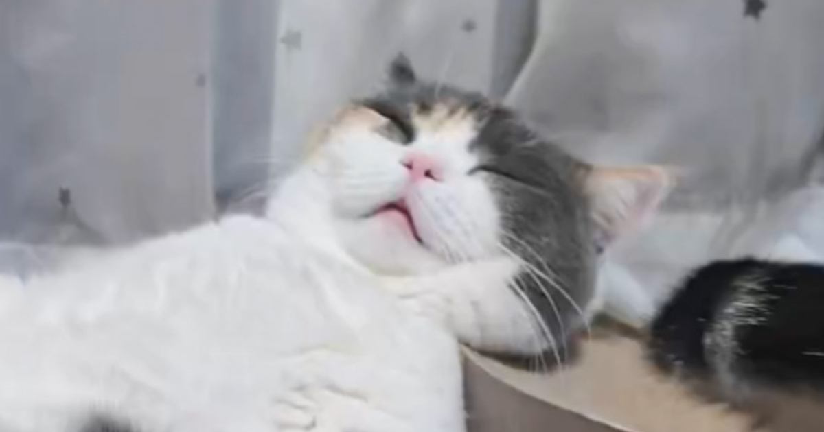 『気持ちよさそうに眠っていた猫』の様子に爆笑した飼い主さん→とんでもない『寝相』に5万いいね「可愛すぎるｗｗ」「酔いつぶれたかなｗ」
