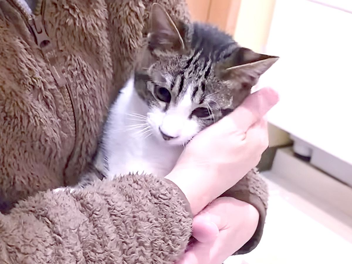 捨てられて『ケガをしていた子猫』を保護→つらい思いをしたはずなのに…猫が見せた行動に「涙が止まらない」「幸せになってほしい」と13万再生