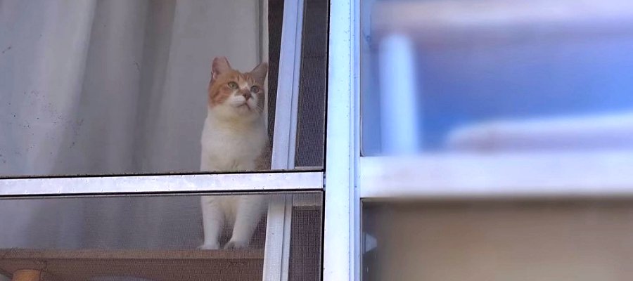 祝！結婚記念日♪ひとりでお留守番をこなす猫ちゃん