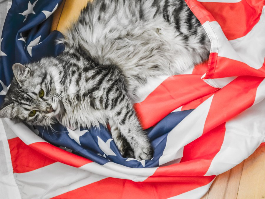 国民にラジオで捜索を呼びかけ　行方不明になった大統領の「放浪猫」　米国