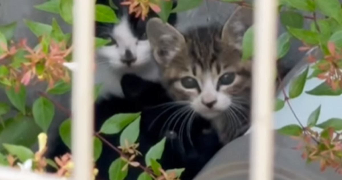 草むらで身を寄せ合いながら『母猫を待ち続けた』4匹の子猫→ご飯を与えると…泣ける展開に「涙が止まらない」「本当に本当にありがとう」