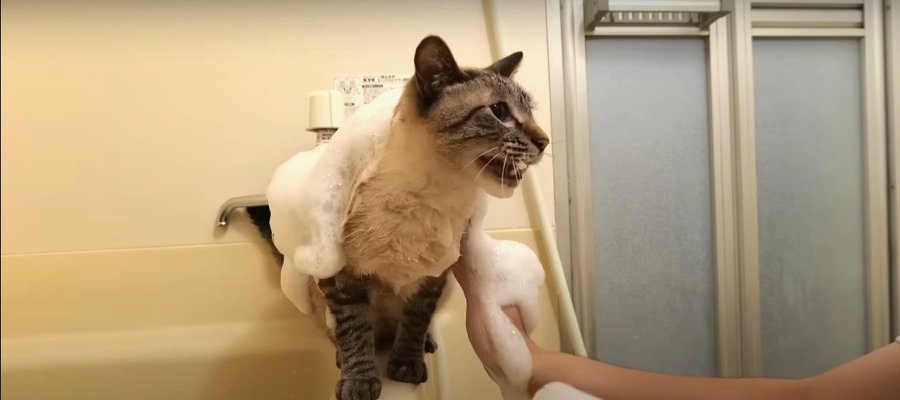 『聞いてニャイ…』猫ちゃんのアワアワお風呂タイム