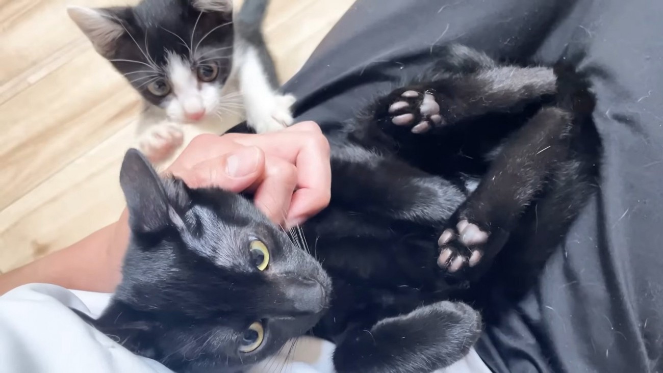 パパの膝の上で黒猫がくつろいでいると…『特等席』を取られてしまった子猫が見せた『かわいい行動』に反響「大好きなんだね」「人気すぎて大変ｗ」