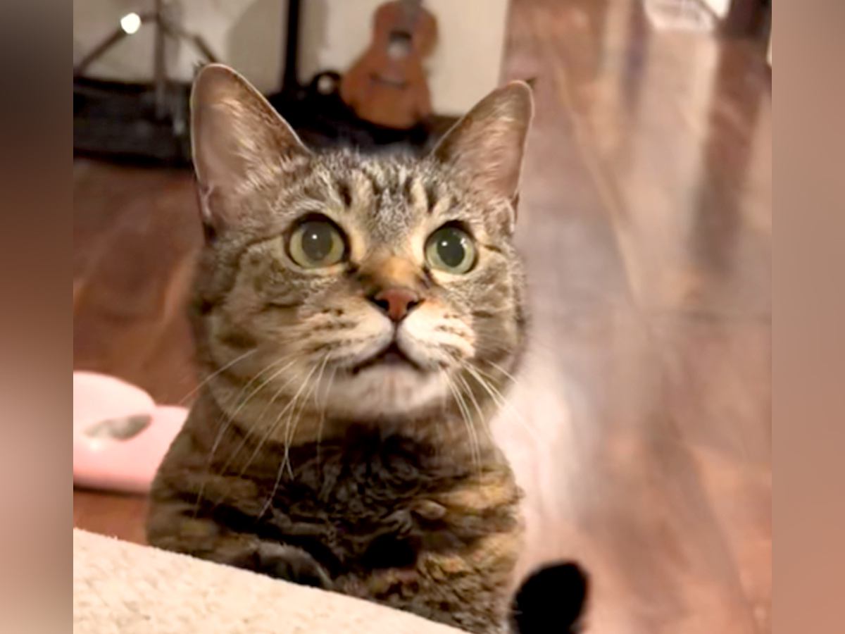 子どもたちが寝ると、待っていた猫が近づいてきて…胸キュン必至の『愛おしい行動』が19万再生「あたち！って顔してる」「しっぽ可愛すぎ」