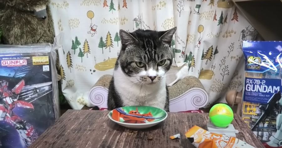 猫ちゃんの狙い通り？わんこそばスタイルでおやつを食べる♪