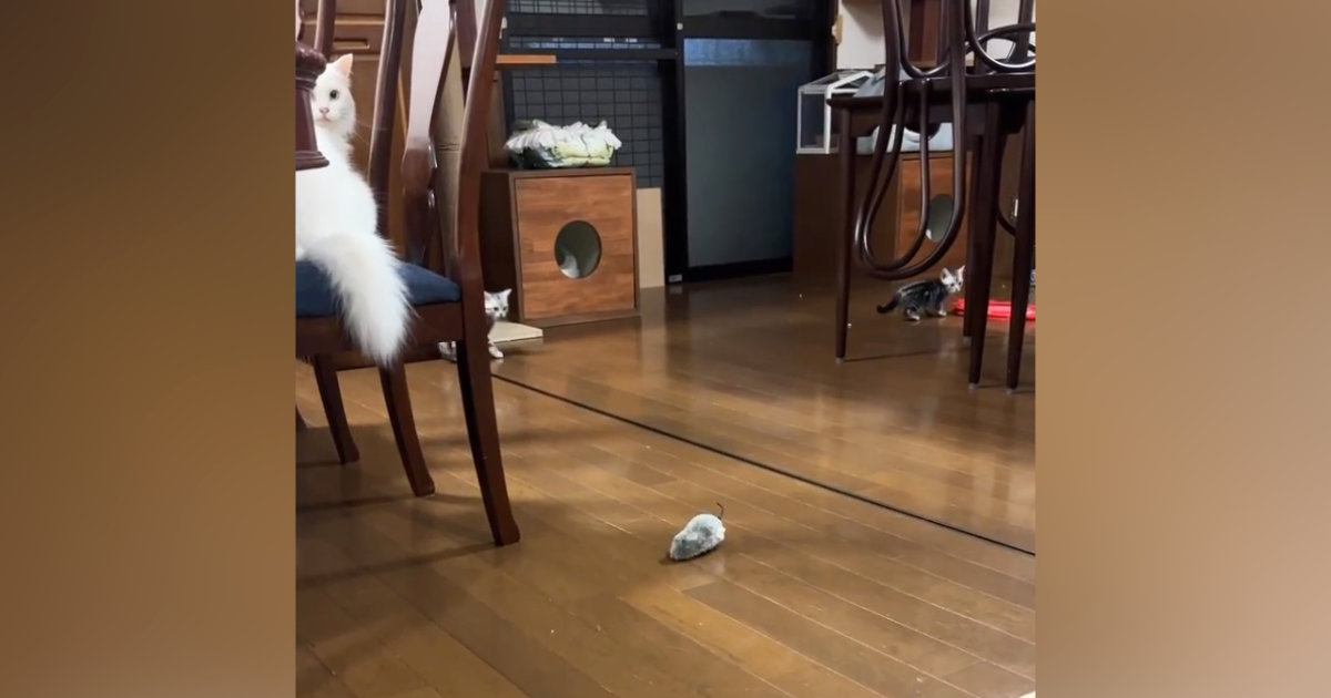 ３匹の子猫たち→おやすみ前に『ベル』を鳴らしてみると…可愛すぎる『まさかの光景』が37万再生「すごい瞬発力ｗ」「何度も見てしまったｗ」